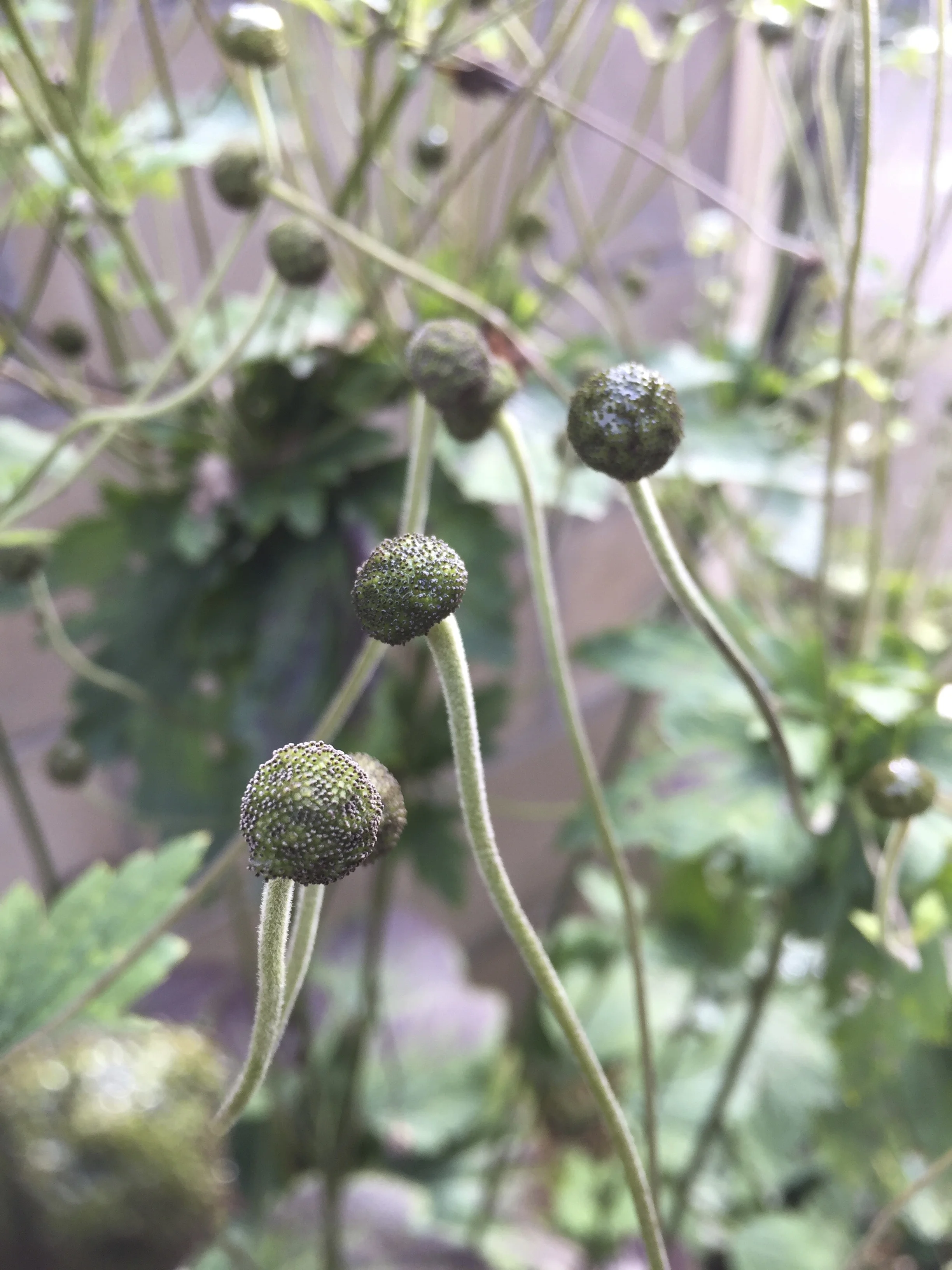 Anemone species — BSBI VC77
